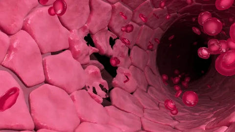 Endothelregeneration Blutgefäß
